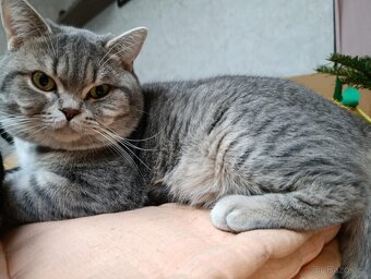 Nabízím kocoura whiskas stříbrný-lila ke krytí - 2