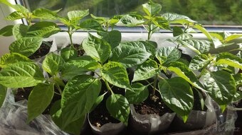 Chilli sazenice, rajčata papriky. - 2