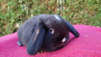 Zakrslý beránek, králíček, králík - DAN - 2