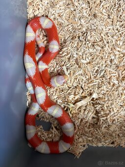 Korálovka nelsonova / Lampropeltis triangulum nelsoni - 2