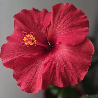 Ibišek Longiflora Red - 2