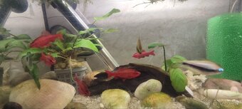 Akvarium s rybkami vybavené 40x20x20 - 2