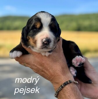 Bernský salašnický pes s PP - štěňátka - 2