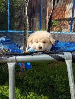 Špic pomeranian - 2