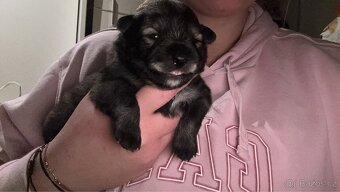 Německý špic Pomeranian - 2