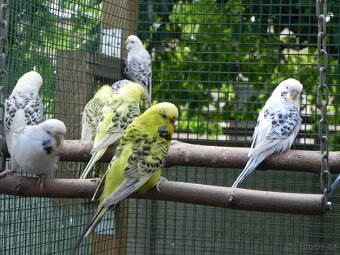 Andulky TCB - Texas Clear Body 2025 - 2