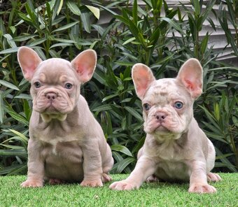 Francuzsky buldocek bez Pp - 2