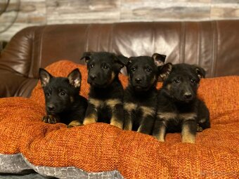 Německý ovčák - 2