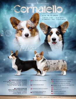 Welsh corgi cardigan. - 2