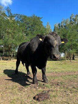 Plemenný býk Aberdeen Angus Black - 2