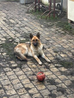 Německý ovčák - 2