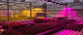 GROW - OSRAM - GROWBOX - LED - PLANT - HORTICULTURE - 2
