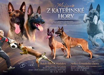 BELGICKÝ OVČÁK MALINOIS - 2