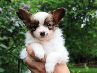 Papillon s PP - 2