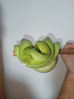 1.0 Morelia viridis sorong F1 - 2