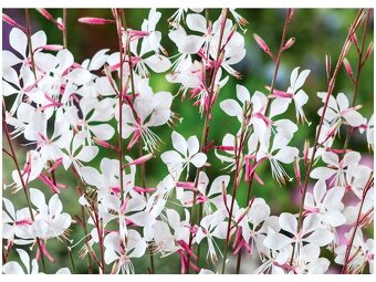 Gaura/svíčkovec bílý - 2
