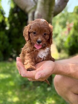 Cavapoo psik - 2