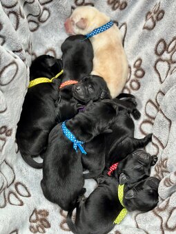 ŠTĚŇATA - LABRADORA - LABRADORSKÉHO RETRIEVERA S PP - 2