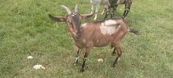 Anglonubijska podílová DOJNÁ koza po prvních kuzlatech. - 2