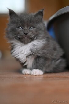 Mainská mývalia - maine coon - MCO - kočička - 2