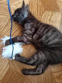 Kočička Blaženka - 2