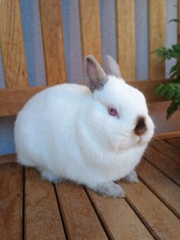 Zakrslá samička mazlíček - 2