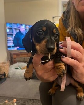 Trpasličí jezevčík - 2