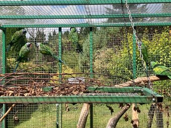 Alexandr čínský - 2