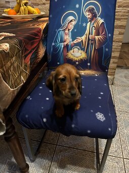 Jezevčík dlouhosrstý - 2