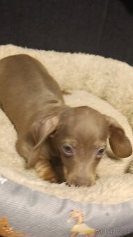 Jezevčík trpasličí pejsek bez PP - 2