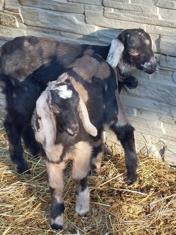 100% AN kozička atraktivní - 2