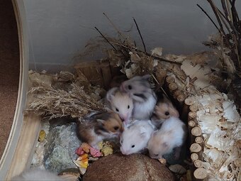 Křeček syrský - 2