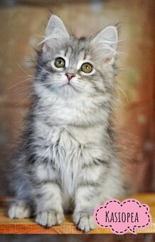 Sibiřská kočka s PP - 2