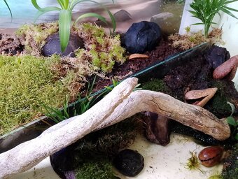 Paludarium - terarium - 2