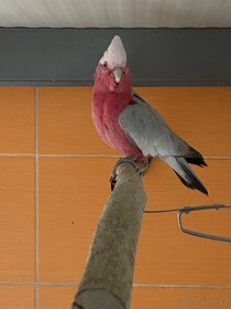 Prodám dospělého samce Kakadu růžový - 2