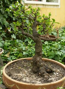 Prunus cerasifera - Myrobalán- 40 let - 2