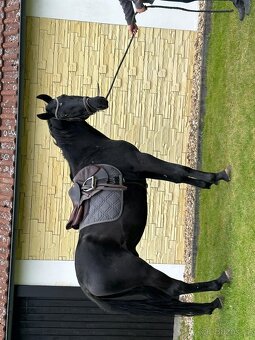 Valach 4 roky - 2