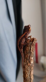 Rhacodactylus auriculatus 0.0.2 - 2