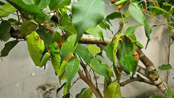 Agalychnis callidryas - 2
