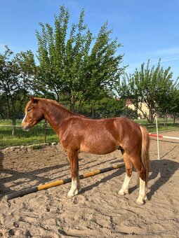 Valášek Welsh pony of cob type C - 2
