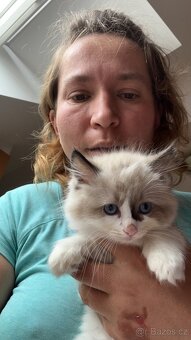 Ragdoll kotata - 2