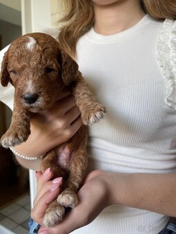 Štěňátka F2 Goldendoodle - 2