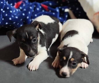 Jack russel terier - 2