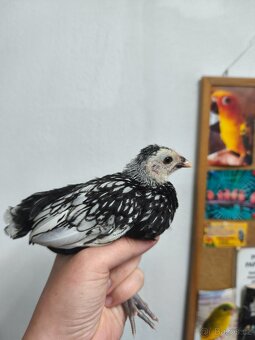 Daruji dvě srpnová kuřata sebriky - 2