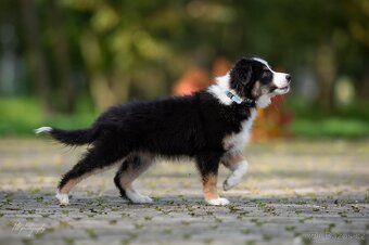 Miniaturní americký ovčák - 2