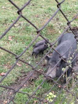 Selata vietnamské - 2