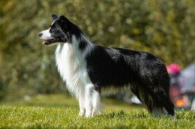 Krytí chovným psem plemene border kolie - 2