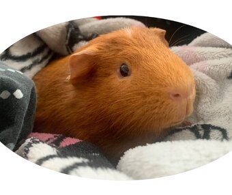 Morčátko samec s PP - 2