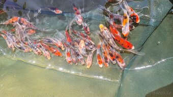 Koi kapr, karas, jeseter - 2