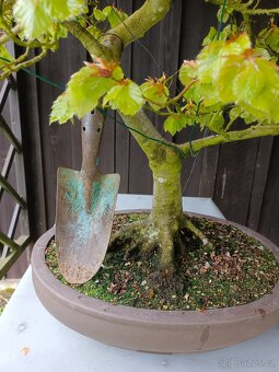 bonsai, bonsaj - 2